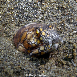 Napoleon Snake Eel off the coast near the Megamall in Man... by Morgan Ashton 